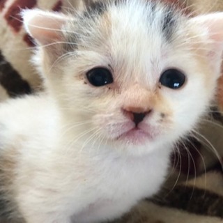 チビチビ3兄弟♡♡♡ - 猫