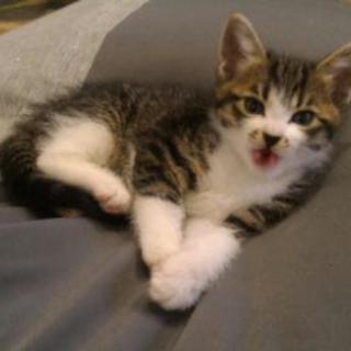 子猫里親募集です。