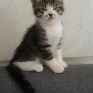 子猫里親募集です。 - 猫