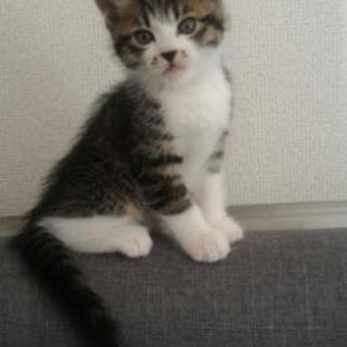 子猫里親募集です。 − 岩手県