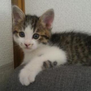 子猫里親募集します。 - 滝沢市