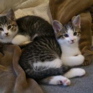 子猫里親募集します。