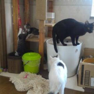 子猫里親募集します。 − 岩手県
