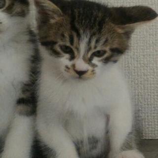 子猫里親募集します。 - 滝沢市