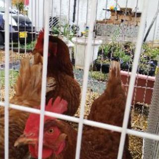にわとり(ペット用)