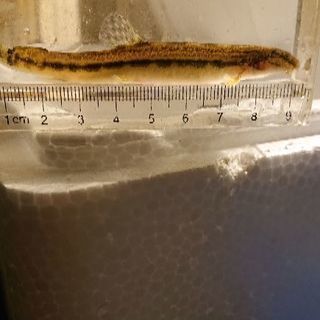 シマドジョウ水槽の掃除に