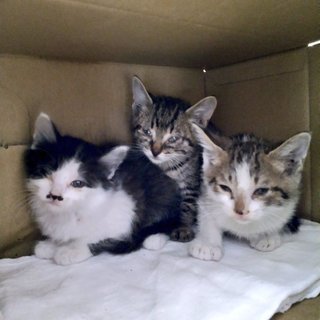 現在交渉中！（子猫３匹の里親募集）
