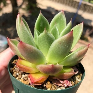 多肉植物 ビビトの画像