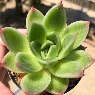 多肉植物 ビビト
