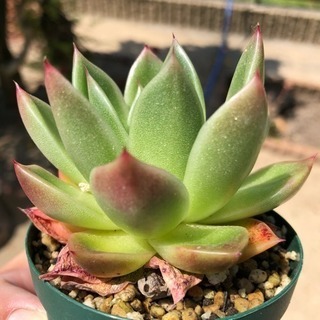 多肉植物 ビビトの画像