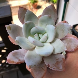 多肉植物 マンモス