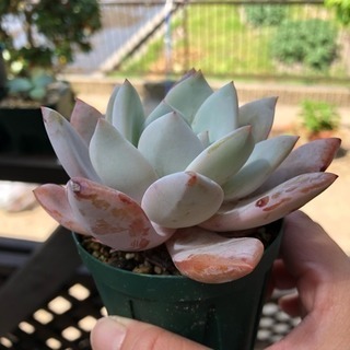 多肉植物 マンモスの画像