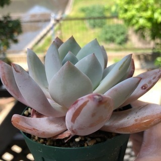 多肉植物 マンモスの画像