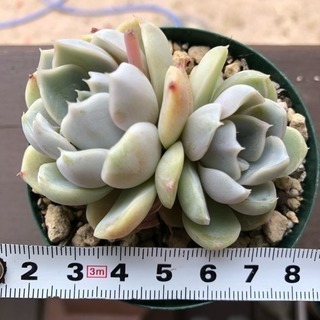 多肉植物 スノーバニー の画像