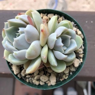 多肉植物 スノーバニー 