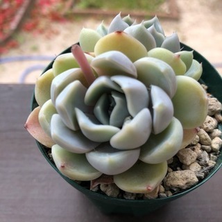 多肉植物 スノーバニー の画像