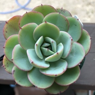 多肉植物 ピーチスアンドクリーム