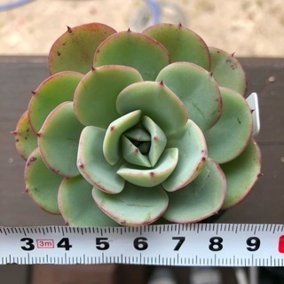 多肉植物 ピーチスアンドクリームの画像