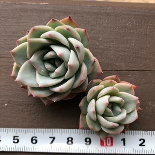 多肉植物 デスメチアナ カット苗の画像
