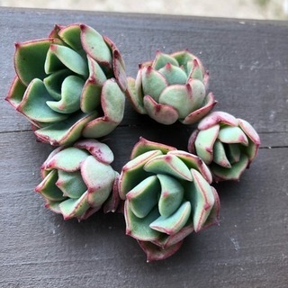 多肉植物 グルソニー カット苗5つ