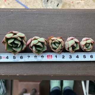 多肉植物 グルソニー カット苗5つの画像