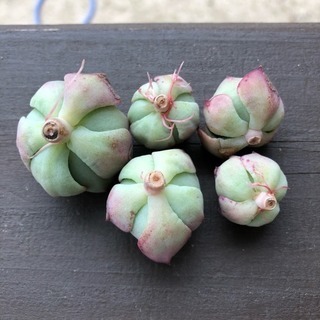多肉植物 グルソニー カット苗5つの画像