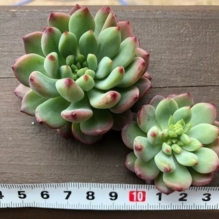 多肉植物 ブルーエルフ カット苗の画像