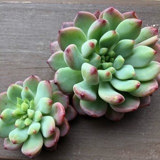 多肉植物 ブルーエルフ カット苗