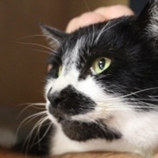白黒の大人猫。抱っこもOK！