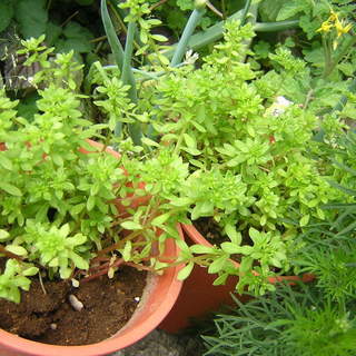 観葉植物　多肉植物　セダム ゴールドビューティ