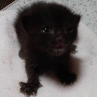 生後14日前後の黒猫です！！
