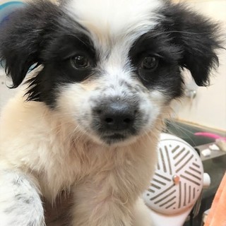 里親成立☆フワフワのごま塩君