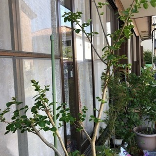 サルスベリの木の画像