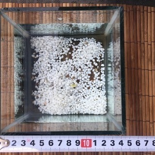 【日程調整中】水槽 の画像