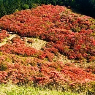 大和葛城山ツツジハイキング