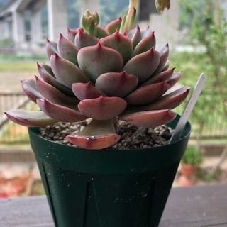 多肉植物 モーサンの画像