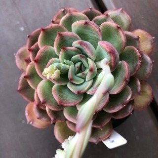 多肉植物 モーサン