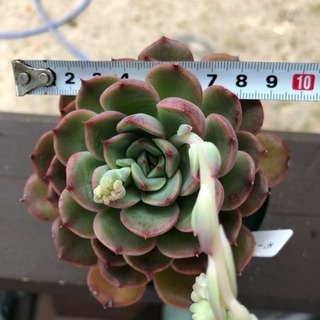 多肉植物 モーサンの画像