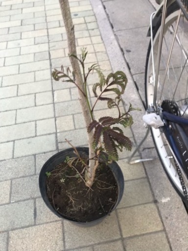 銅葉のネムノキ新芽！