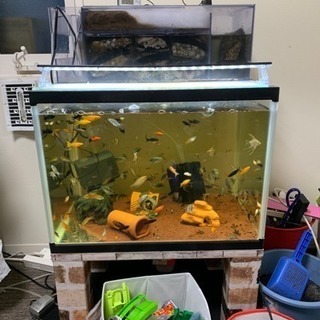 水槽一式セット 60×45×45 水槽台付き