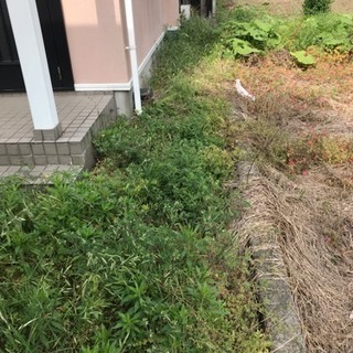 草刈り 除草 草取り 草むしり 庭管理 除草剤散布