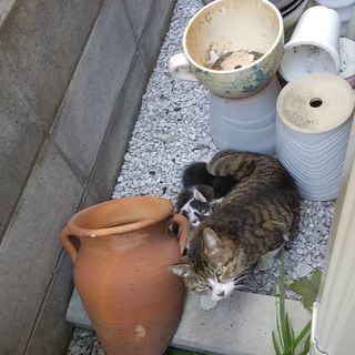 地域猫の里親募集します