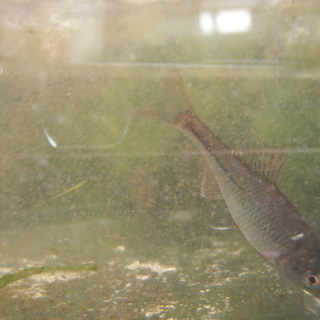 タナゴ　ミナミアカヒレタビラ　霞ヶ浦産の画像