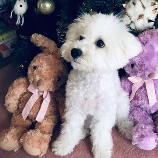   可愛いビションフリーゼの女の子里親募集 - 犬