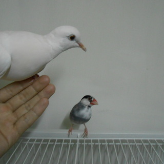 べた慣れ　ハト＆文鳥