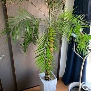 観葉植物 フェニックス ロベレニー
