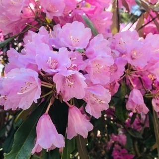 英会話交流会 第三土曜日16:50～18:20の画像