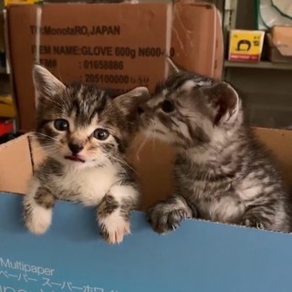 アメリカンショートヘア風仔猫の里親さん募集しています。