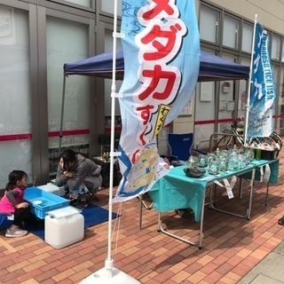 めだか展示即売めだかスクイ越谷レイクタウンフリーマーケット初出店