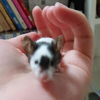 パンダマウス♂
